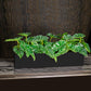 Alocasia in Painted Iron Table Planter By Gold Leaf | Planters, Troughs & Cachepots | Modishstore - 1