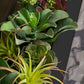 Arid Mix 1 in Painted Black Iron Table Planter By Gold Leaf | Planters, Troughs & Cachepots | Modishstore - 3