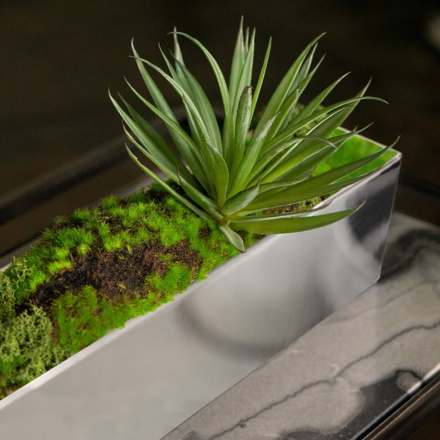 Yucca Mini 2 in Stainless Table Planter By Gold Leaf | Planters, Troughs & Cachepots | Modishstore - 3