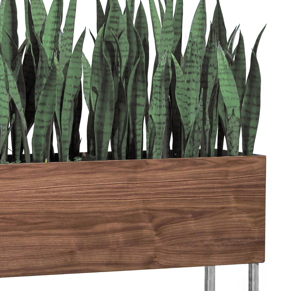Sansevieria Green in Rectangle Planter w/ Legs By Gold Leaf | Planters, Troughs & Cachepots | Modishstore - 4