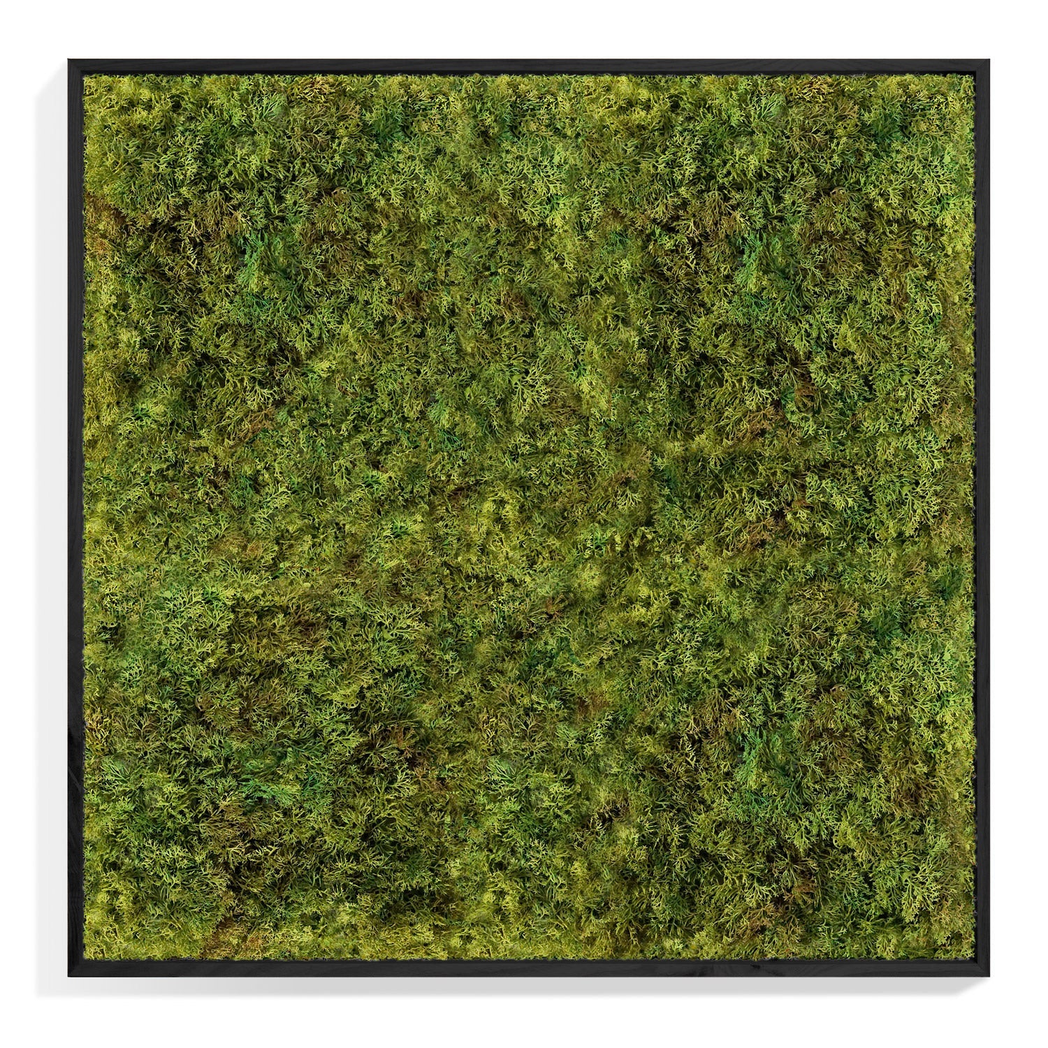 Green Wall, Textured Moss, Black Shadow Box By Gold Leaf | Wall Art | Modishstore - 1