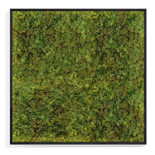 Green Wall, Textured Moss, Black Shadow Box By Gold Leaf | Wall Art | Modishstore - 1