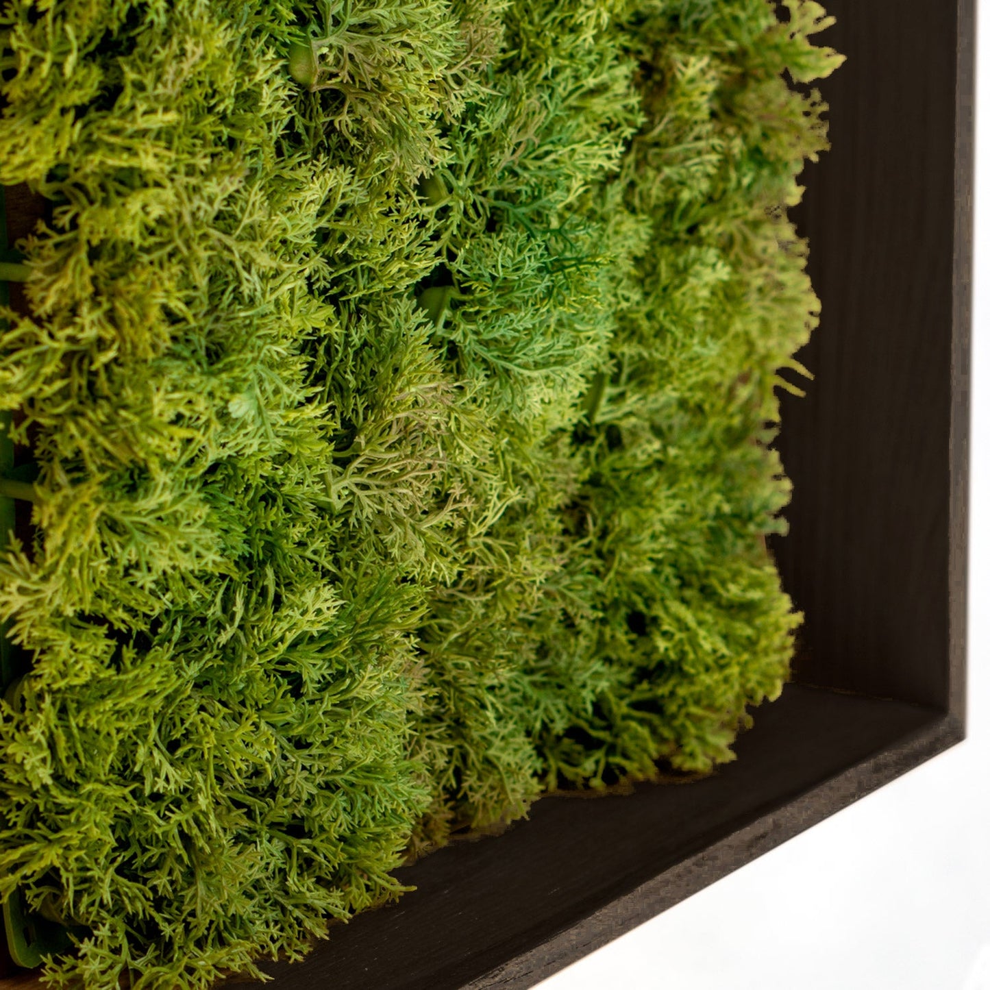 Green Wall, Textured Moss, Black Shadow Box By Gold Leaf | Wall Art | Modishstore - 3