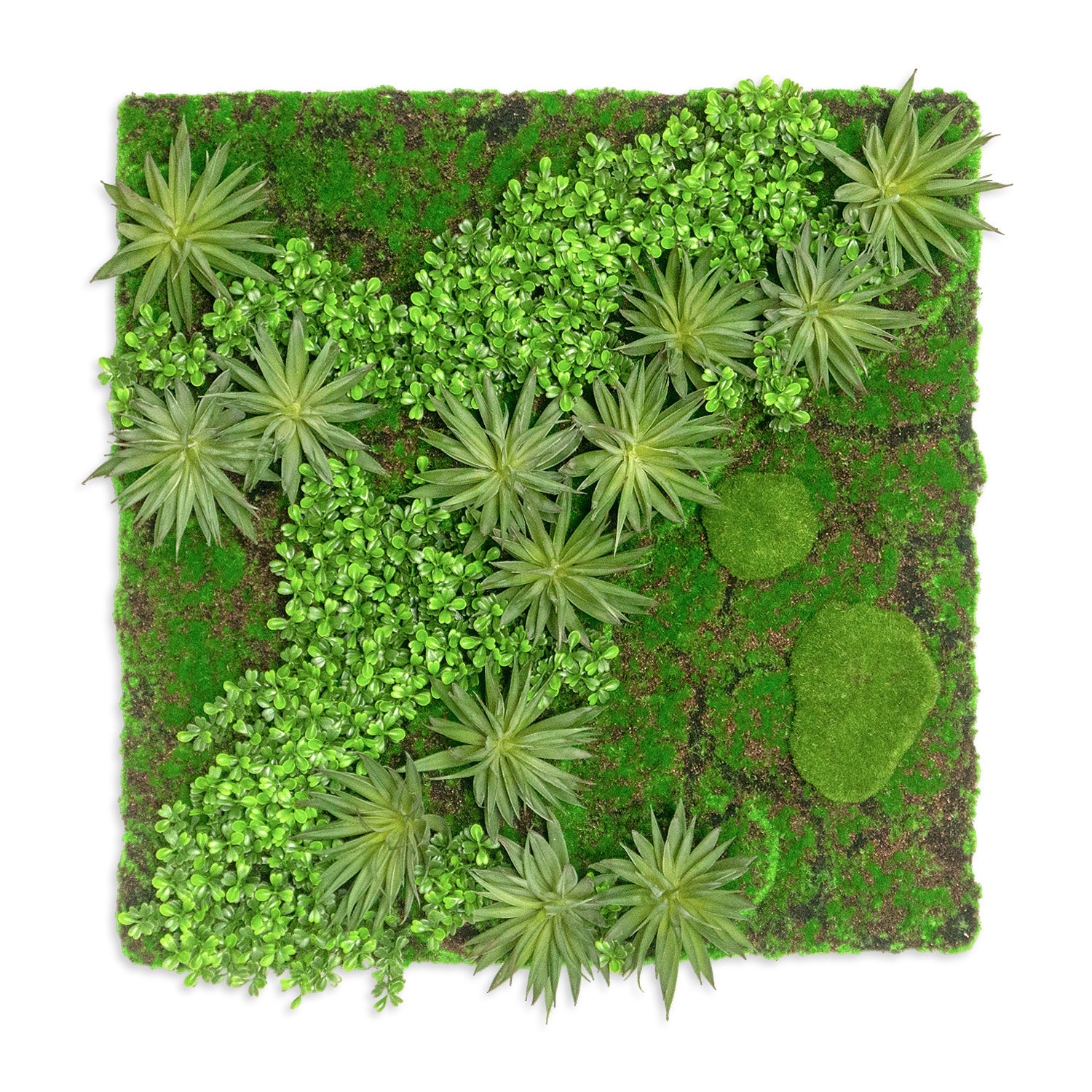 Green Wall, Boxwood & Mini Yucca 24.5"SQ By Gold Leaf | Wall Art | Modishstore - 1