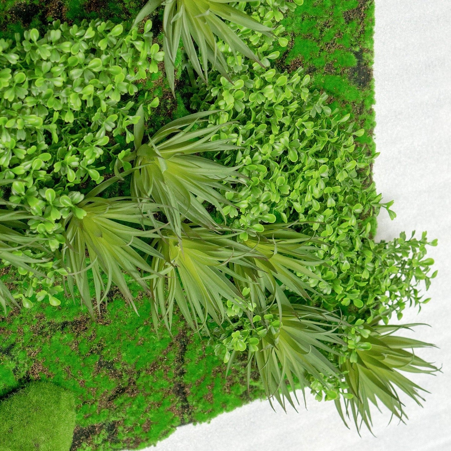 Green Wall, Boxwood & Mini Yucca 49"SQ By Gold Leaf | Wall Art | Modishstore - 2