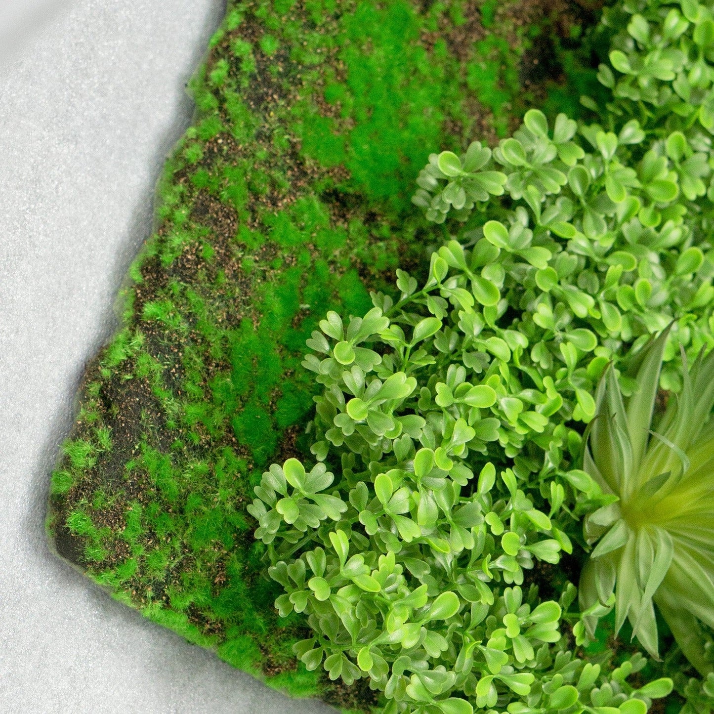 Green Wall, Boxwood & Mini Yucca 49"SQ By Gold Leaf | Wall Art | Modishstore - 5