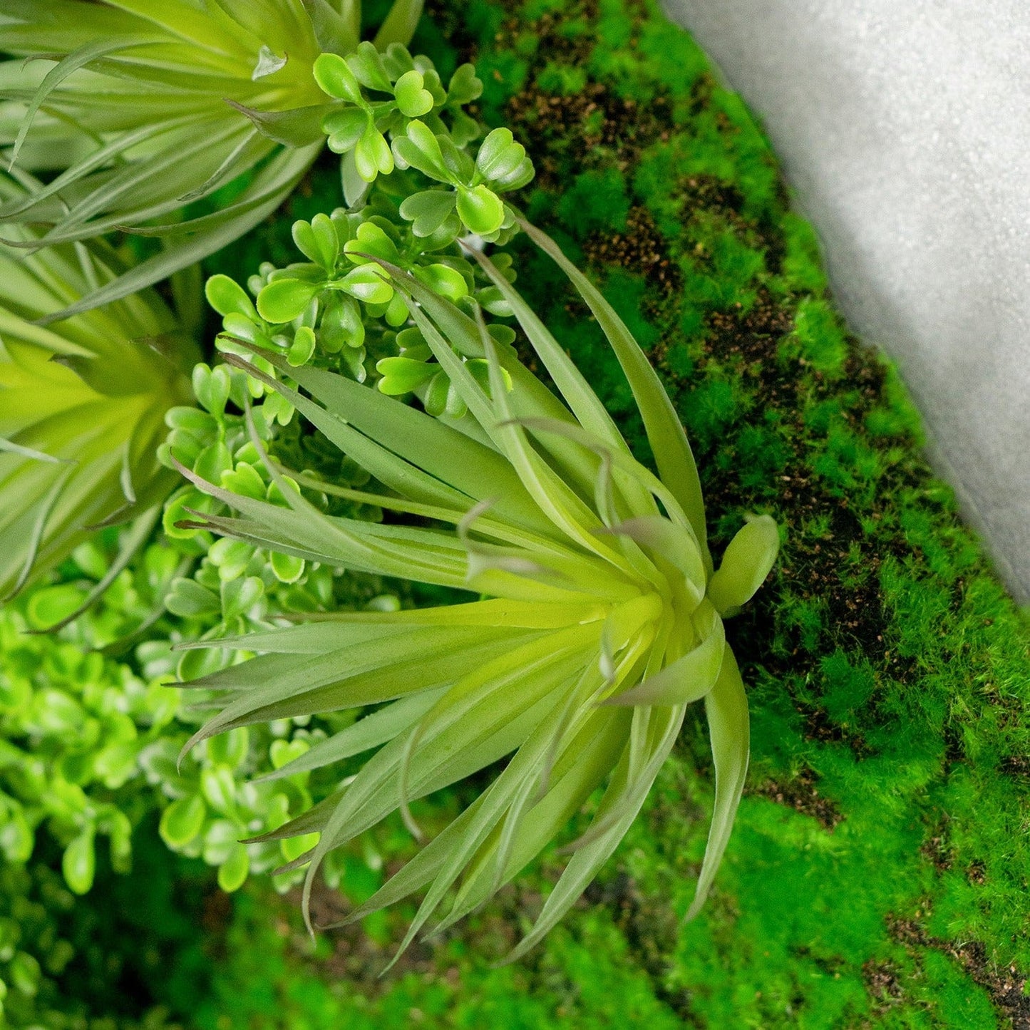 Green Wall, Boxwood & Mini Yucca 49"SQ By Gold Leaf | Wall Art | Modishstore - 4