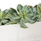 Grapto in Stainless Table Planter By Gold Leaf | Planters, Troughs & Cachepots | Modishstore - 3