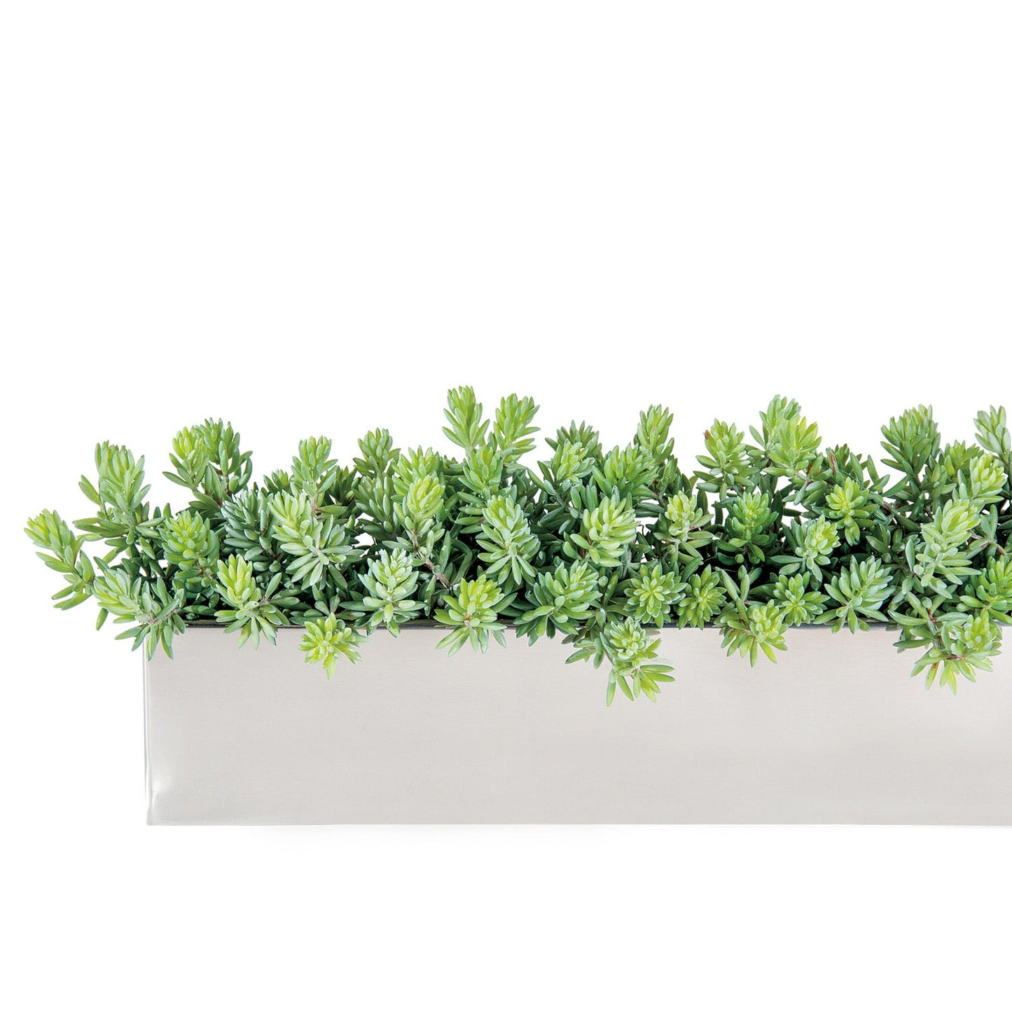 Sedum Green in Stainless Table Planter By Gold Leaf | Planters, Troughs & Cachepots | Modishstore - 1