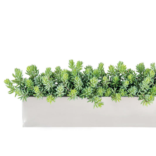 Sedum Green in Stainless Table Planter By Gold Leaf | Planters, Troughs & Cachepots | Modishstore - 1