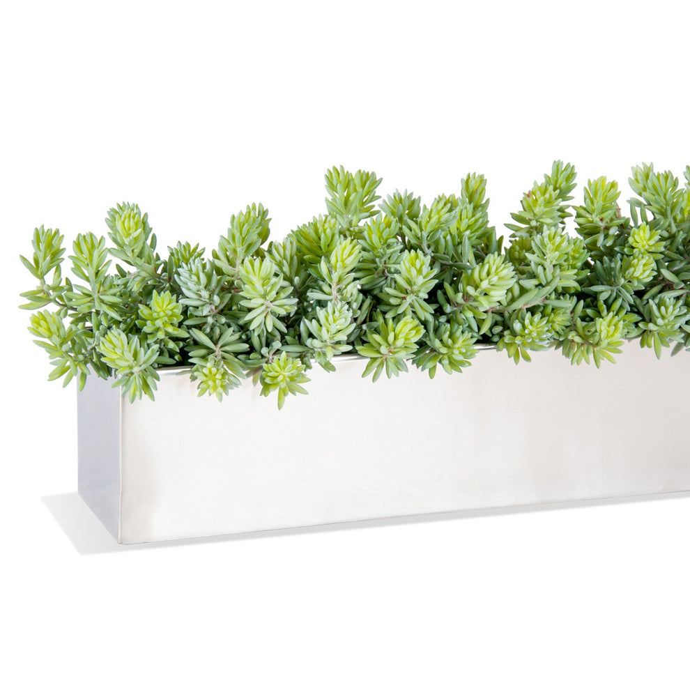 Sedum Green in Stainless Table Planter By Gold Leaf | Planters, Troughs & Cachepots | Modishstore - 2