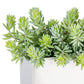 Sedum Green in Stainless Table Planter By Gold Leaf | Planters, Troughs & Cachepots | Modishstore - 3