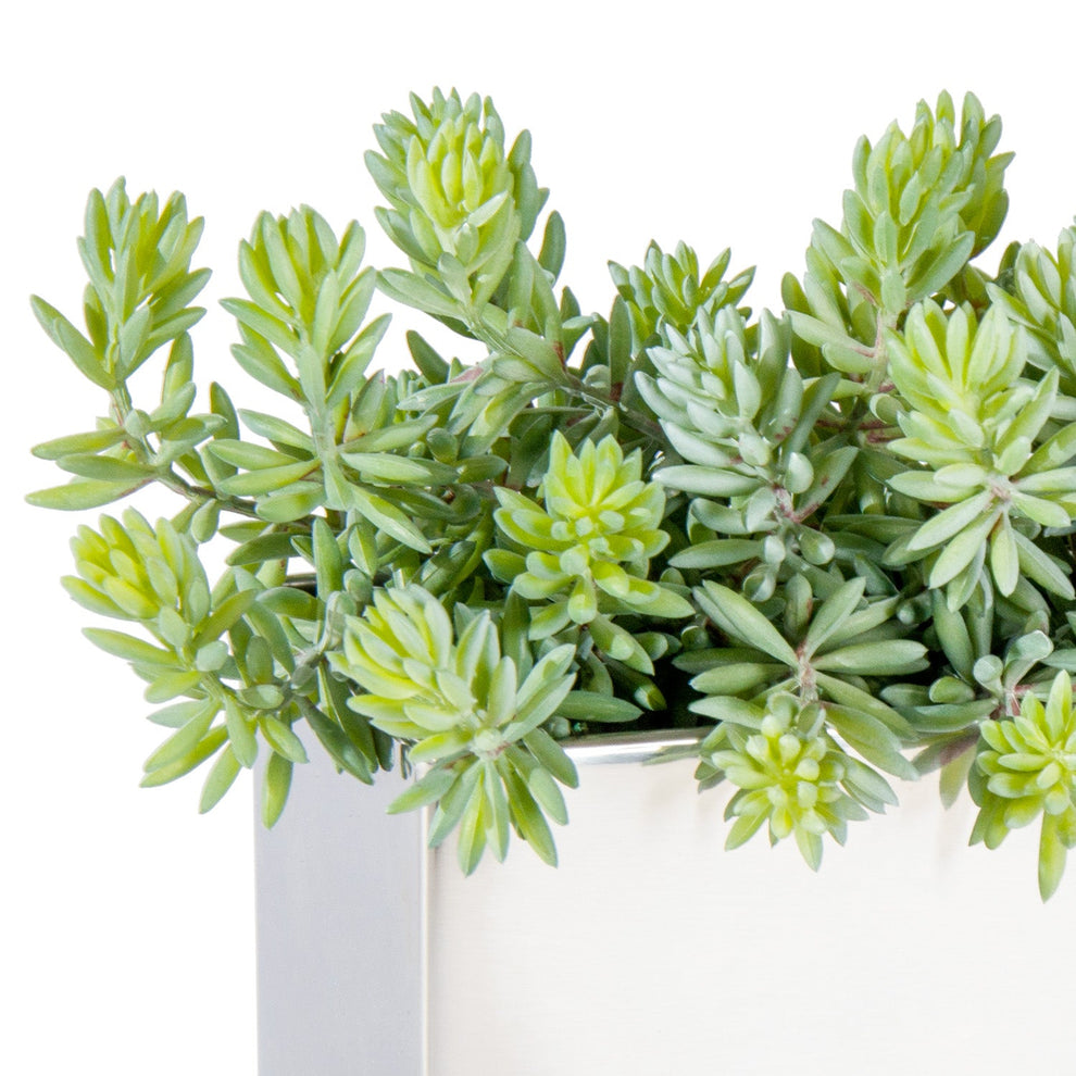 Sedum Green in Stainless Table Planter By Gold Leaf | Planters, Troughs & Cachepots | Modishstore - 3