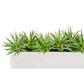 Yucca Mini 1 in Stainless Table Planter By Gold Leaf | Planters, Troughs & Cachepots | Modishstore - 1