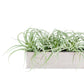 Tillandsia Grey in Stainless Table Planter By Gold Leaf | Planters, Troughs & Cachepots | Modishstore - 1