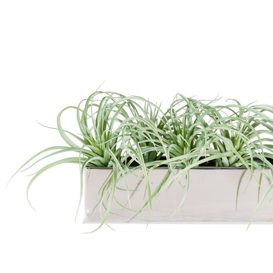 Tillandsia Grey in Stainless Table Planter By Gold Leaf | Planters, Troughs & Cachepots | Modishstore - 1