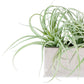 Tillandsia Grey in Stainless Table Planter By Gold Leaf | Planters, Troughs & Cachepots | Modishstore - 3
