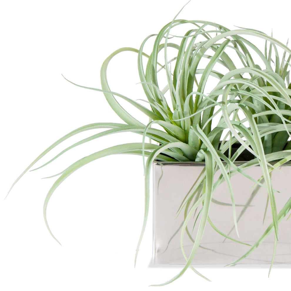 Tillandsia Grey in Stainless Table Planter By Gold Leaf | Planters, Troughs & Cachepots | Modishstore - 3
