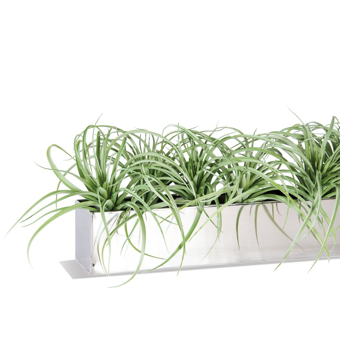 Tillandsia Grey in Stainless Table Planter By Gold Leaf | Planters, Troughs & Cachepots | Modishstore - 2