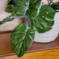 Monstera Vine in Rotunda Planter MD, Grey Matte By Gold Leaf | Planters, Troughs & Cachepots | Modishstore - 3