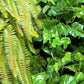 Green Wall, Trailing Mix #1 By Gold Leaf | Wall Art | Modishstore - 4