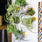 Green Wall Satellite, Wall Play™ Barnacle w/ Succulents & Air Plants, Set of 10 By Gold Leaf | Wall Art | Modishstore - 2