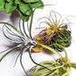 Green Wall Satellite, Wall Play™ Barnacle w/ Succulents & Air Plants, Set of 10 By Gold Leaf | Wall Art | Modishstore - 8