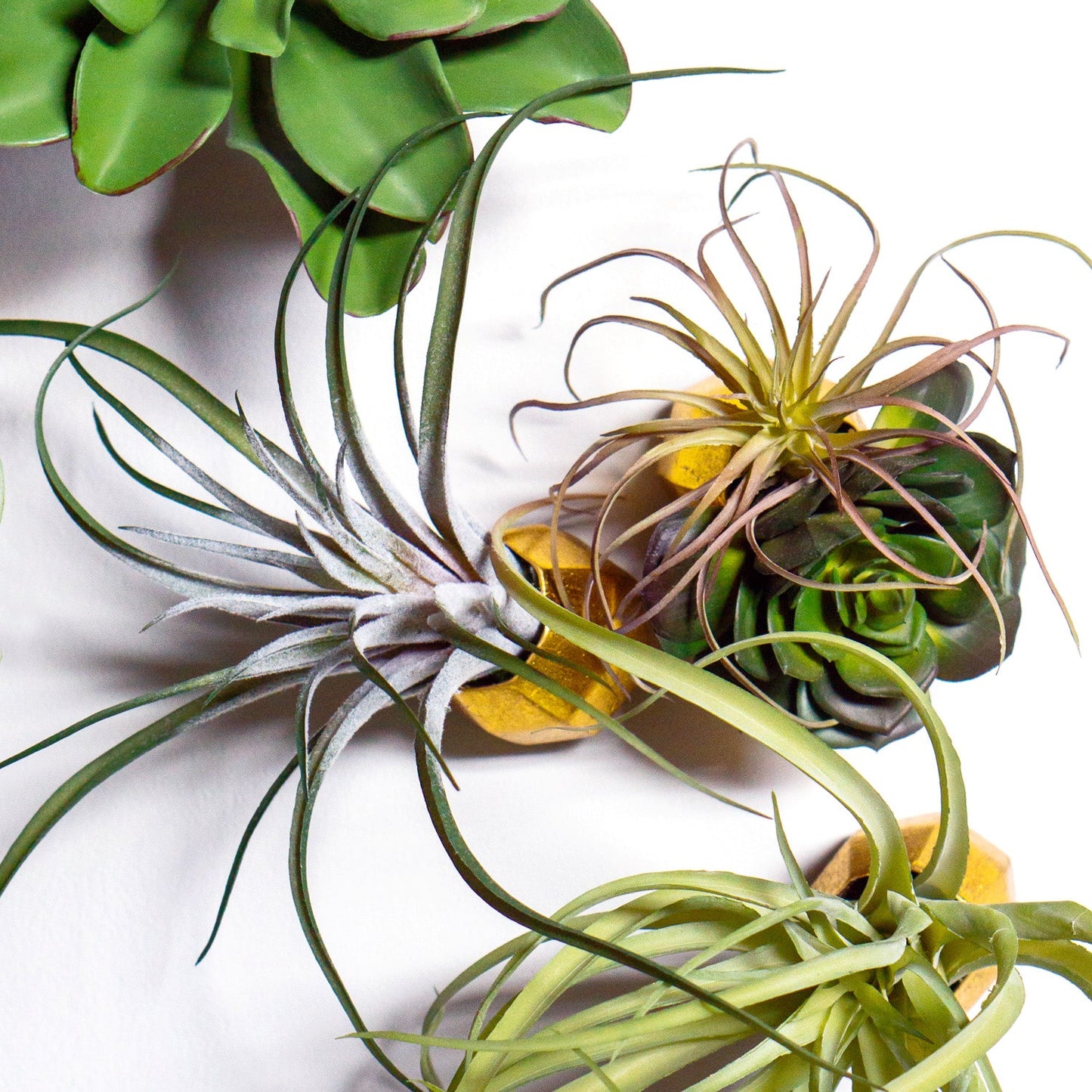 Green Wall Satellite, Wall Play™ Barnacle w/ Succulents & Air Plants, Set of 10 By Gold Leaf | Wall Art | Modishstore - 8