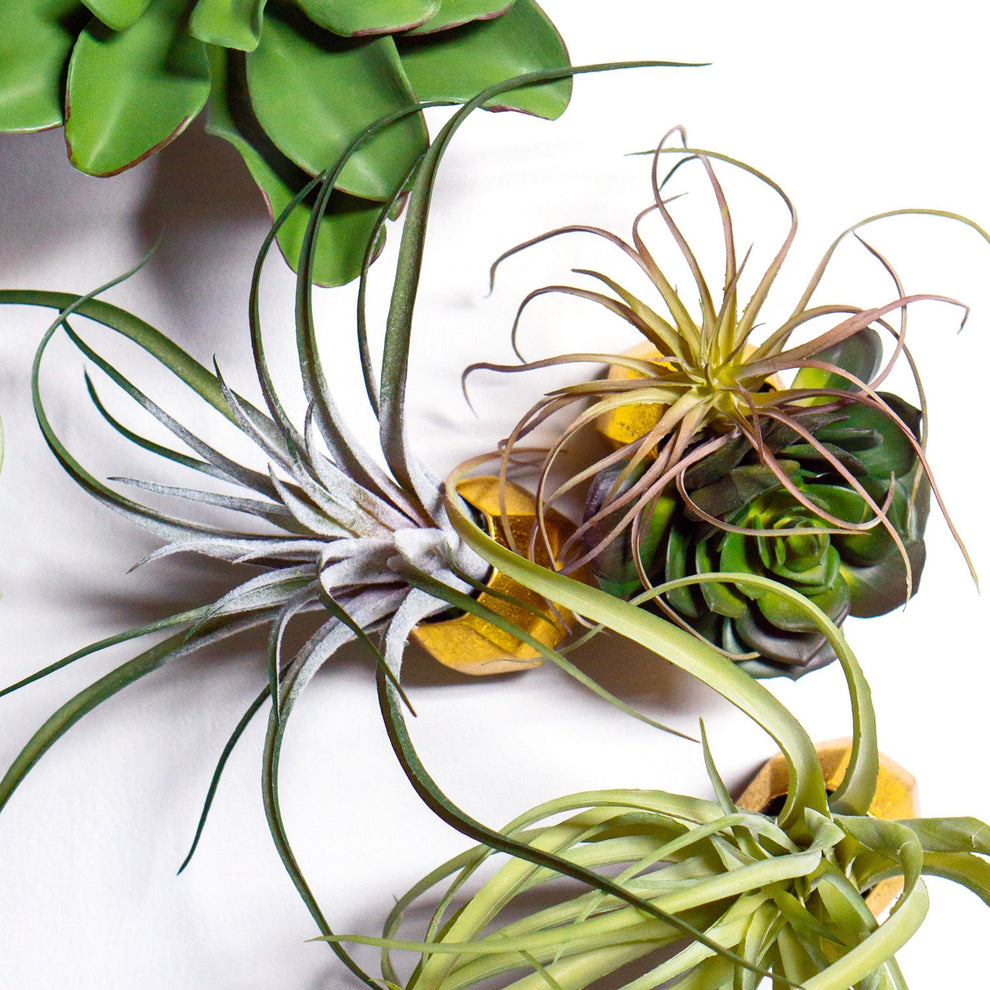 Green Wall Satellite, Wall Play™ Barnacle w/ Succulents & Air Plants, Set of 10 By Gold Leaf | Wall Art | Modishstore - 8