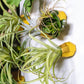 Green Wall Satellite, Wall Play™ Barnacle w/ Succulents & Air Plants, Set of 10 By Gold Leaf | Wall Art | Modishstore - 7