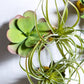 Green Wall Satellite, Wall Play™ Barnacle w/ Succulents & Air Plants, Set of 10 By Gold Leaf | Wall Art | Modishstore - 3