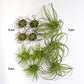Green Wall Satellite, Wall Play™ Beehive Black w/ Air Plants, Set of 10 By Gold Leaf | Wall Art | Modishstore - 3