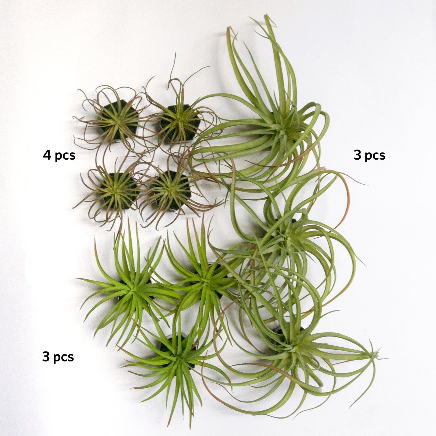 Green Wall Satellite, Wall Play™ Beehive Black w/ Air Plants, Set of 10 By Gold Leaf | Wall Art | Modishstore - 3