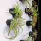 Green Wall Satellite, Wall Play™ Beehive Black w/ Air Plants, Set of 10 By Gold Leaf | Wall Art | Modishstore - 4