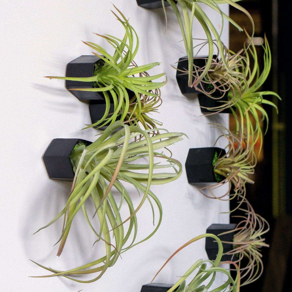 Green Wall Satellite, Wall Play™ Beehive Black w/ Air Plants, Set of 10 By Gold Leaf | Wall Art | Modishstore - 4