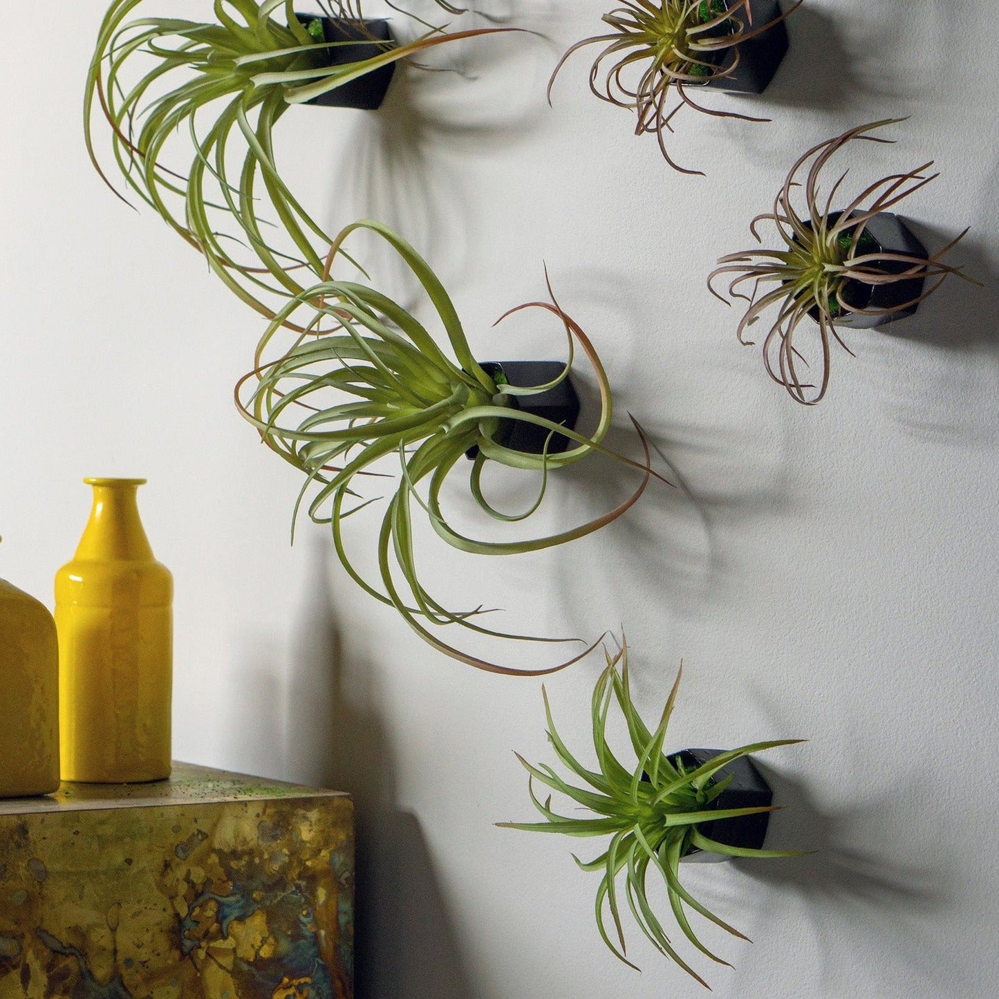 Green Wall Satellite, Wall Play™ Beehive Black w/ Air Plants, Set of 10 By Gold Leaf | Wall Art | Modishstore - 2