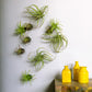 Green Wall Satellite, Wall Play™ Beehive Black w/ Air Plants, Set of 10 By Gold Leaf | Wall Art | Modishstore - 6