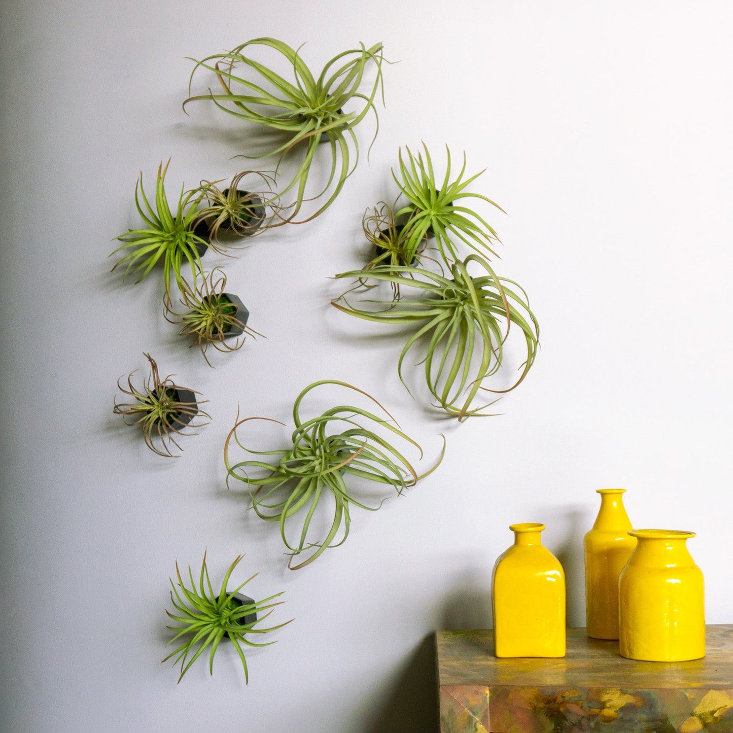 Green Wall Satellite, Wall Play™ Beehive Black w/ Air Plants, Set of 10 By Gold Leaf | Wall Art | Modishstore - 6