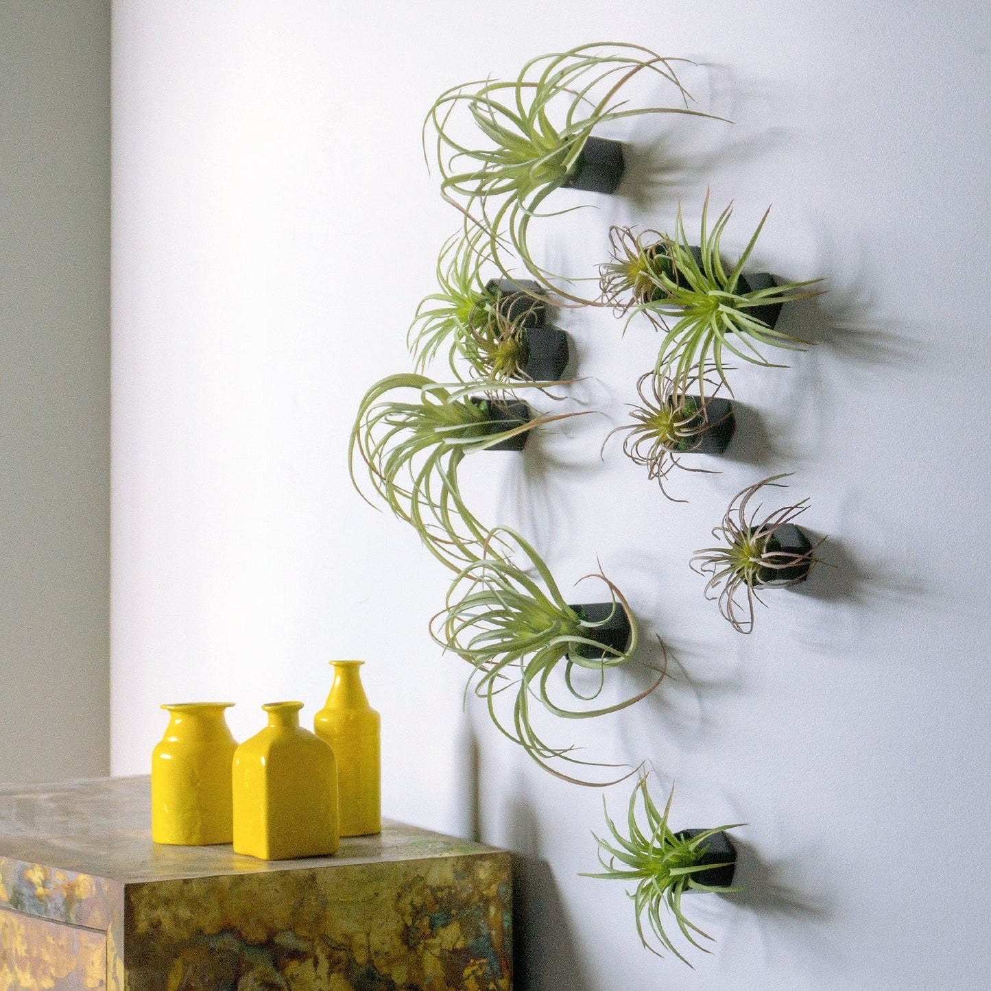 Green Wall Satellite, Wall Play™ Beehive Black w/ Air Plants, Set of 10 By Gold Leaf | Wall Art | Modishstore - 5