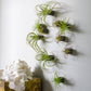 Green Wall Satellite, Wall Play™ Beehive Black w/ Air Plants, Set of 10 By Gold Leaf | Wall Art | Modishstore - 1