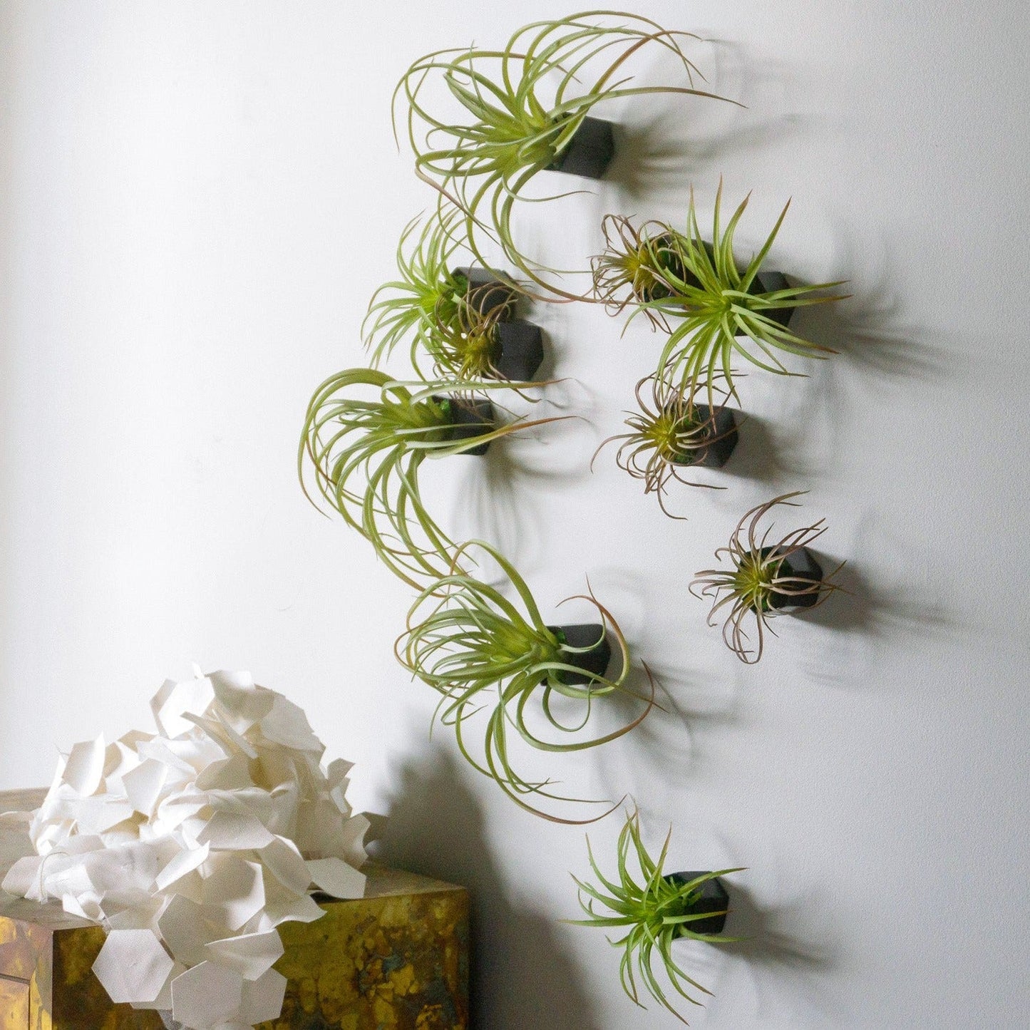 Green Wall Satellite, Wall Play™ Beehive Black w/ Air Plants, Set of 10 By Gold Leaf | Wall Art | Modishstore - 1
