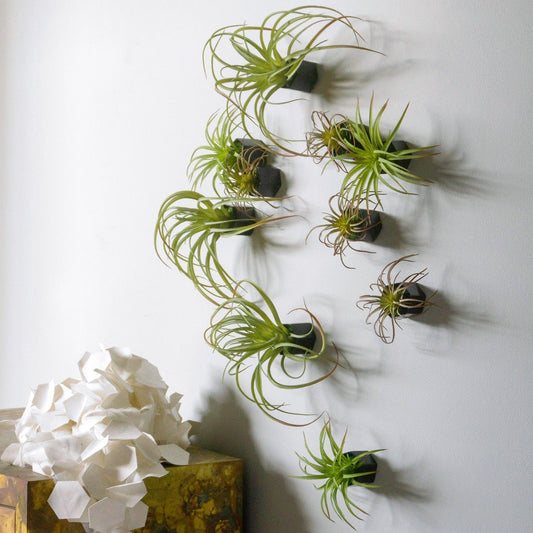 Green Wall Satellite, Wall Play™ Beehive Black w/ Air Plants, Set of 10 By Gold Leaf | Wall Art | Modishstore - 1