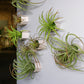 Green Wall Satellite, Wall Play™ Beehive Off-White w/ Air Plants, Set of 10 By Gold Leaf | Wall Art | Modishstore - 6