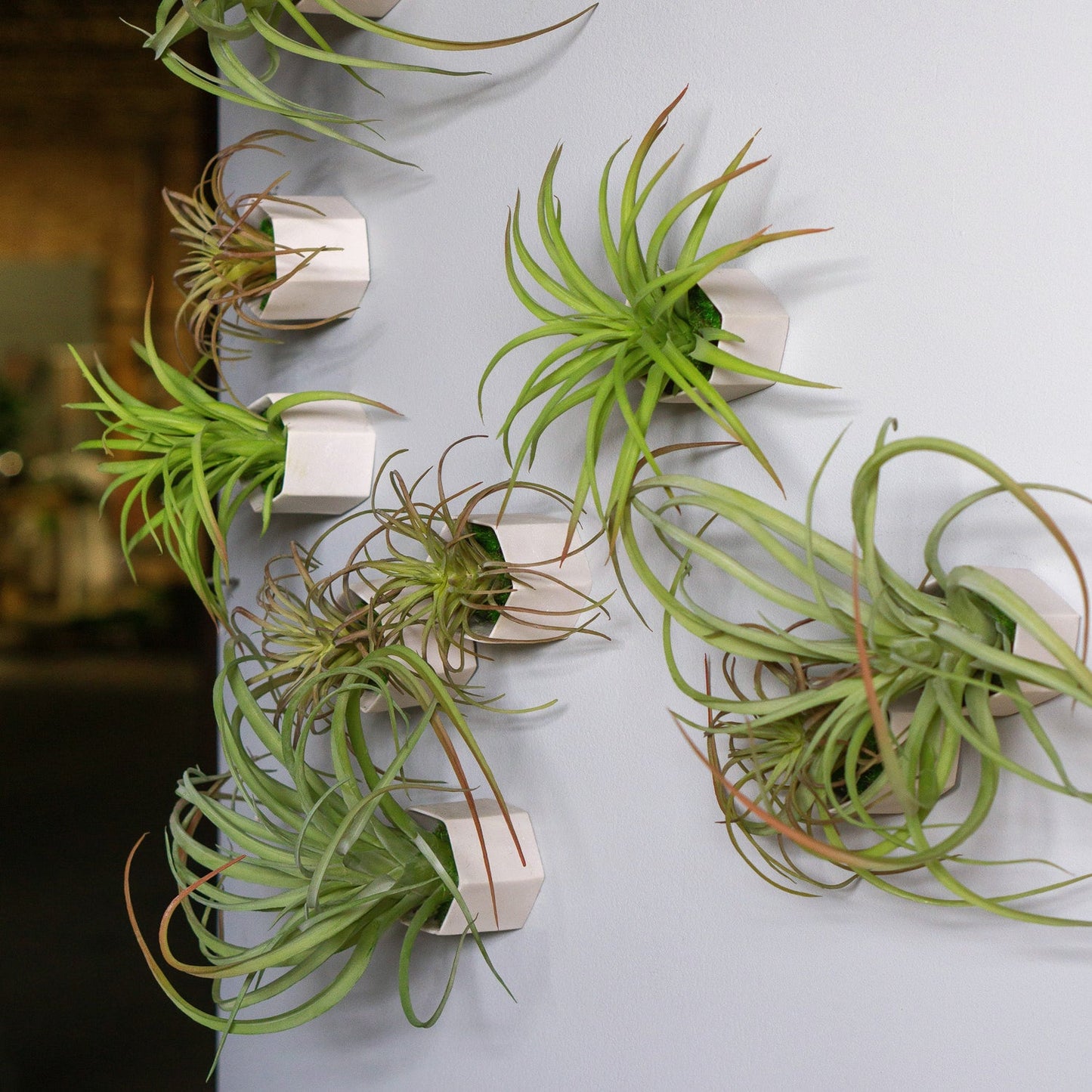 Green Wall Satellite, Wall Play™ Beehive Off-White w/ Air Plants, Set of 10 By Gold Leaf | Wall Art | Modishstore - 6