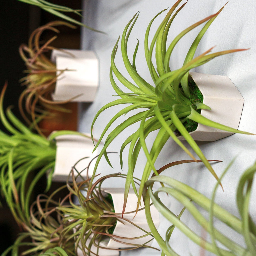 Green Wall Satellite, Wall Play™ Beehive Off-White w/ Air Plants, Set of 10 By Gold Leaf | Wall Art | Modishstore - 2