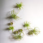 Green Wall Satellite, Wall Play™ Beehive Off-White w/ Air Plants, Set of 10 By Gold Leaf | Wall Art | Modishstore - 4