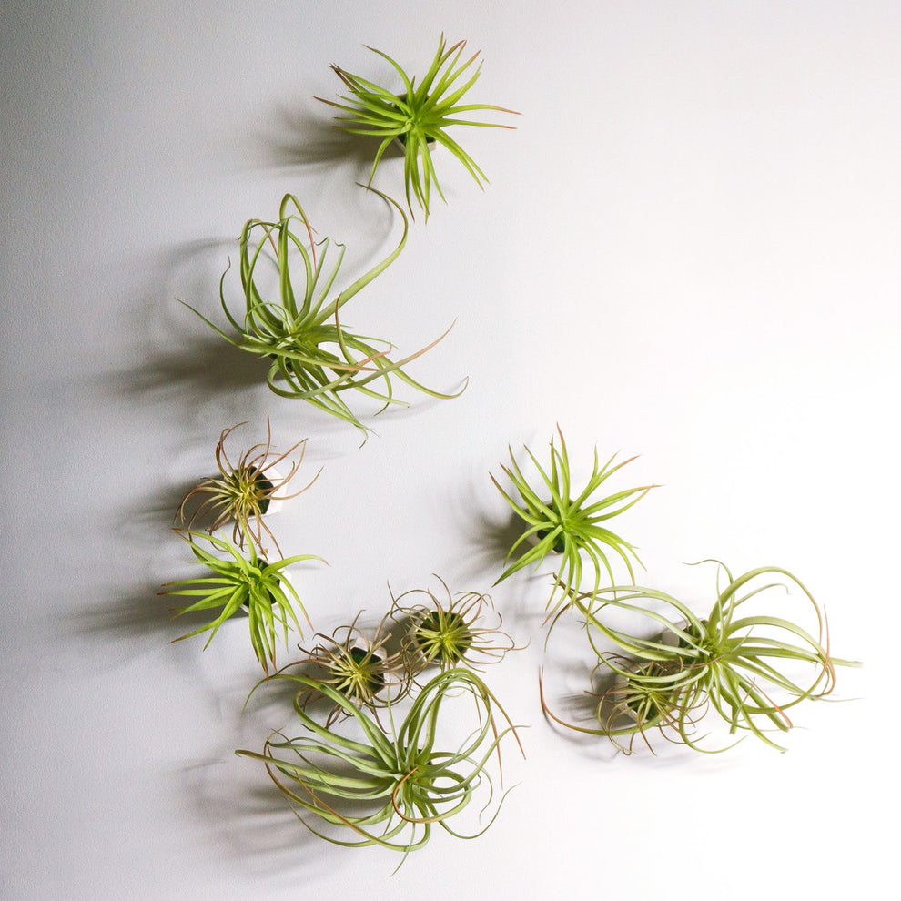 Green Wall Satellite, Wall Play™ Beehive Off-White w/ Air Plants, Set of 10 By Gold Leaf | Wall Art | Modishstore - 4