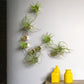 Green Wall Satellite, Wall Play™ Beehive Off-White w/ Air Plants, Set of 10 By Gold Leaf | Wall Art | Modishstore - 7