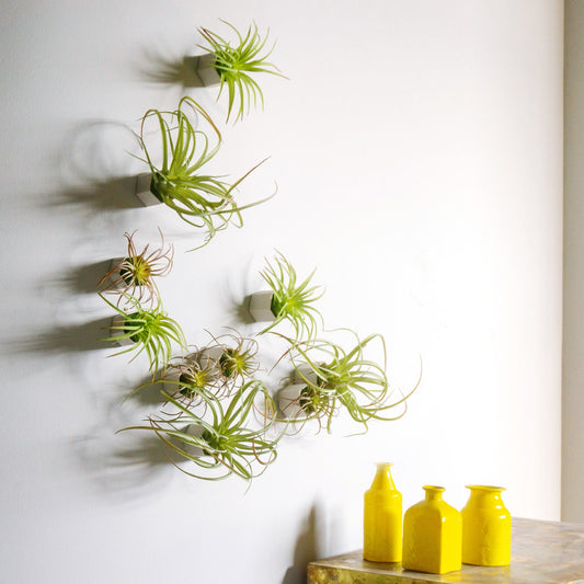 Green Wall Satellite, Wall Play™ Beehive Off-White w/ Air Plants, Set of 10 By Gold Leaf | Wall Art | Modishstore - 1