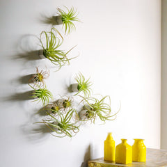 Green Wall Satellite, Wall Play™ Beehive Off-White w/ Air Plants, Set of 10 By Gold Leaf